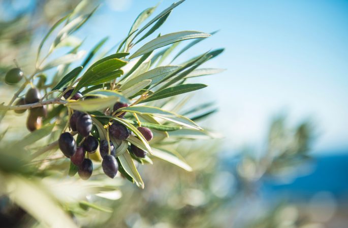 Zweig vom Olivenbaum
